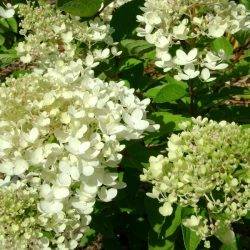 Гортензия метельчатая ‘Bombshell’ Hydrangea paniculata ‘Bombshell’