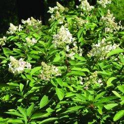 Гортензия метельчатая ‘Living Mathilde’ Hydrangea paniculata ‘Living Mathilde’