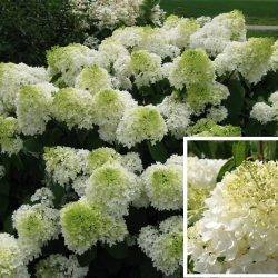 Гортензия метельчатая ‘Silver Dollar’ Hydrangea paniculata ‘Silver Dollar’