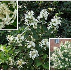 Гортензия метельчатая ‘Levana’ Hydrangea paniculate ‘Levana’