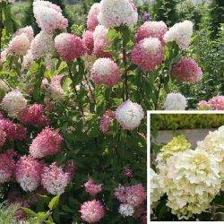Гортензия метельчатая ‘Cotton Cream’® Hydrangea paniculata ‘Cotton Cream’®