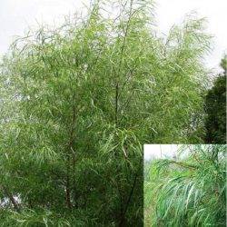 Ива ‘Шверина Улучшенная’ Salix x ‘Schwerina Ulutschennaja’ (уральская селекция)