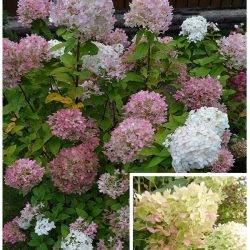 Гортензия метельчатая ‘Limelight’ Hydrangea paniculata ‘Limelight’