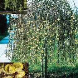 Ива козья ‘Pendula’ Salix caprea ‘Pendula’ (Salix caprea ‘Kilmarnock’)