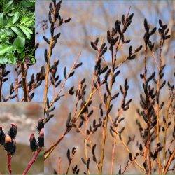 Ива тонкостолбиковая ‘Melanostachys’ Salix gracilistyla ‘Melanostachys’