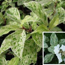 Гортензия метельчатая ‘Summer Snow’® Hydrangea paniculata ‘Summer Snow’®