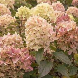 Гортензия метельчатая ‘Strawberry Blossom’® Hydrangea paniculata ‘Strawberry Blossom’®