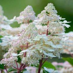 Гортензия метельчатая ‘Early Heary’ Hydrangea paniculata ‘Early Heary’