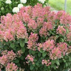 Гортензия метельчатая ‘Little Quick Fire’ (‘Svhplqf’) Hydrangea paniculata ‘Little Quick Fire’ (‘Svhplqf’)