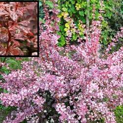 Барбарис Тунберга Арлекин (Berberis thunbergii Harlequin)