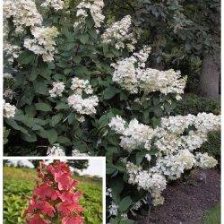 Гортензия метельчатая ‘Pink Diamond’ Hydrangea paniculata ‘Pink Diamond’