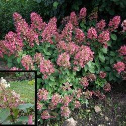 Гортензия метельчатая ‘Pink Queen’ Hydrangea paniculata ‘Pink Queen’