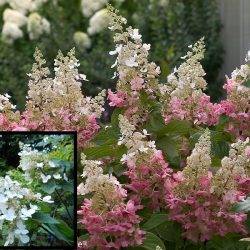 Гортензия метельчатая ‘Pinky Winky’ Hydrangea paniculata ‘Pinky Winky’