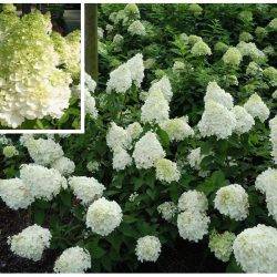 Гортензия метельчатая ‘Polar Bear’ Hydrangea paniculata ‘Polar Bear’