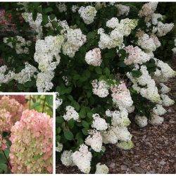 Гортензия метельчатая ‘Sundae Fraise’ Hydrangea paniculata ‘Sundae Fraise’