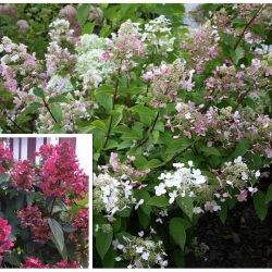 Гортензия метельчатая ‘Wim’s Red’ Hydrangea paniculata ‘Wim’s Red’