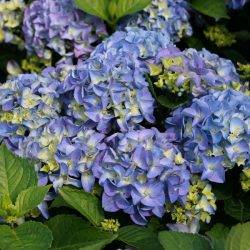 Гортензия крупнолистная ‘Early Blue’ Hydrangea macrophilla ‘Early Blue’