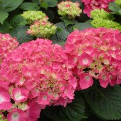 Гортензия крупнолистная ‘Freudenstein’ Hydrangea macrophilla ‘Freudenstein’