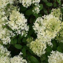 Гортензия метельчатая ‘Dentelle de Gorron’ ® (‘Rencri’) Hydrangea paniculata ‘Dentelle de Gorron’ ® (‘Rencri’)