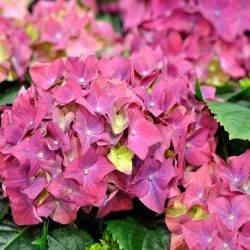 Гортензия крупнолистная ‘Hot Red Lila’ Hydrangea macrophilla ‘Hot Red Lila’