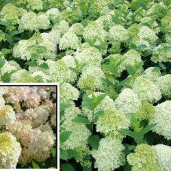 Гортензия метельчатая ‘Diamantino’ ® (‘ren101’) Hydrangea paniculata ‘Diamantino’ ® (‘ren101’)