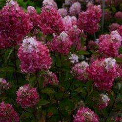 Гортензия метельчатая ‘Samarskya Lydia’ ® (‘Rensam’) Hydrangea paniculata ‘Samarskya Lydia’ ® (‘Rensam’)
