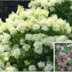 Гортензия метельчатая ‘Bobo’ Hydrangea paniculata ‘Bobо’