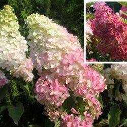 Гортензия метельчатая ‘Fraise Melba’ ® (‘Renba’) Hydrangea paniculata ‘Fraise Melba’ ® (‘Renba’)