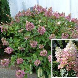 Гортензия метельчатая ‘Ruby’ (‘Angels Blush’) Hydrangea paniculate ‘Ruby’ (‘Angels Blush’)