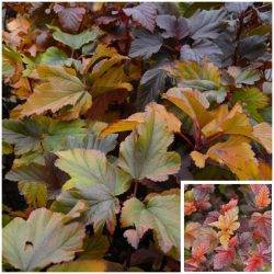 Пузыреплодник калинолистный ‘Zdechovice’ Physocarpus opulifolius ‘Zdechovice’