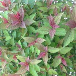 Spiraea japonica ‘Ruberrima’