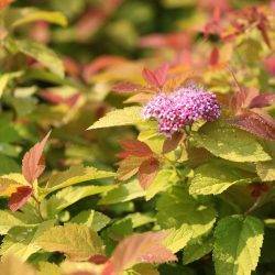 Spiraea japonica ‘Pink And Gold’