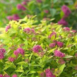 Spiraea japonica ‘Double Play Gold’