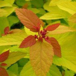 Spiraea japonica ‘Double Play Gold’